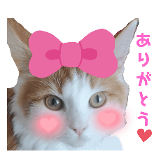猫ちゃんの気持ちスタンプ