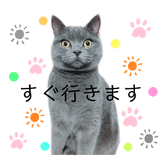 可愛いバロンたん