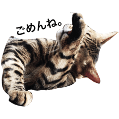 気まぐれお猫さま。