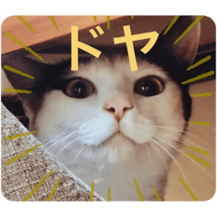 三毛猫みーこ様のスタンプ