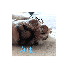 柴のコロマロさん