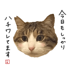 キジシロ猫のハチ