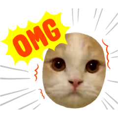 スコティッシュフォールドのテトⅡ