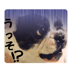 わが家のふくさん♡⁠Part4