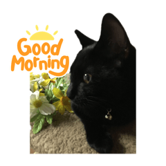 くろねこまめちゃん