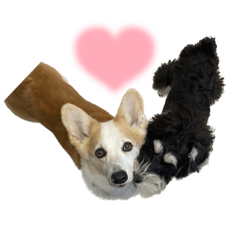 シュナウザーのサニー君②