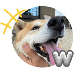 柴犬さんちゃんのスタンプ vol.01