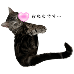 アメショーのカイです。