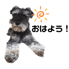 使える可愛いシュナウザーのスタンプ②