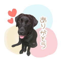 黒ラブ凛ちゃん