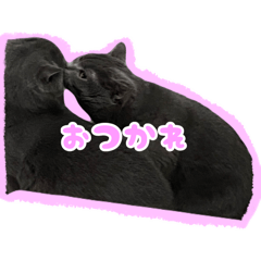 2匹の猫(ブリティッシュショートヘア)