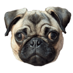 うちの子（おはぎ）