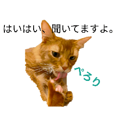 ソマリラバーズ