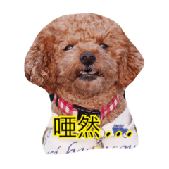 ノア珀空親子と仲間たち