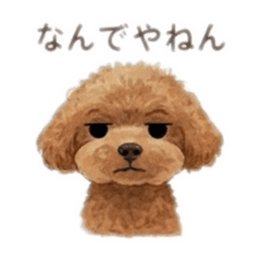 トイプードルのクールな海ちゃん、