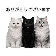 ねこしか勝たん｜毎日使えるねこスタンプ２