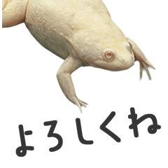 BIG! アフリカツメガエルであいさつ　実写