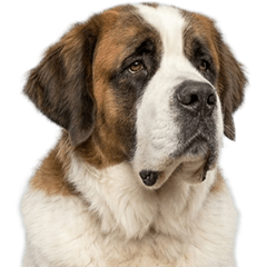 セントバーナード　実写