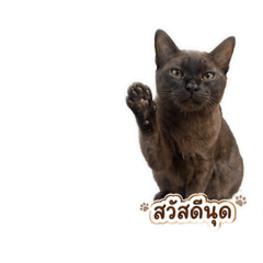 nammoneiei_20260430144821