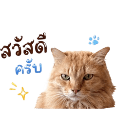 Marvel orange cat