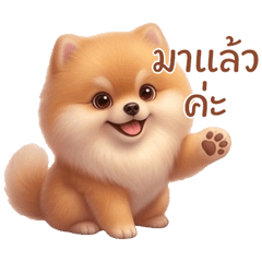 Cute Pomeranian Greet