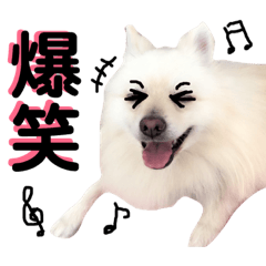 ポメラニアンの蘭丸くんpart4