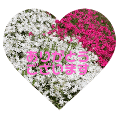 庭や自然の中の花