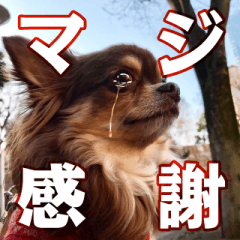 愛犬ショコラのスタンプ「日常」