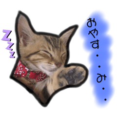 我が家のニャン子達。