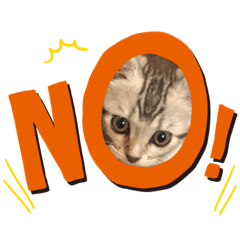 子猫のスコくん2