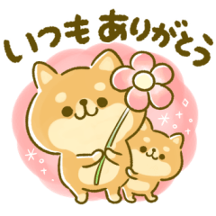 あったか♪豆柴♡日和