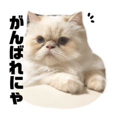 しらたまくん〜ヒマラヤン猫〜第2弾