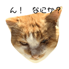 かわいいぶよちゃん