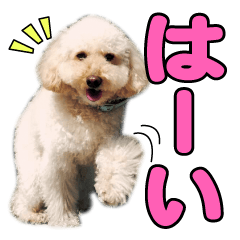 トイプードル POPスタンプ