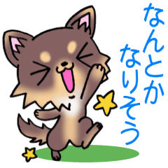 チョコレートちわわタンっ！