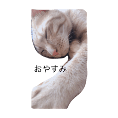 ふくまろ成長日記