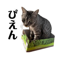 ニャンズ倶楽部