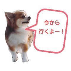 待ち合わせチワワ