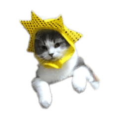 猫のまるおスタンプ