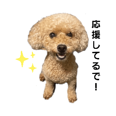 わんこキャロルの大冒険