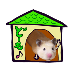 キンクマのこむぎちゃんがお届けします。