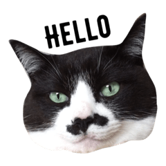 ヒゲ模様のチビたん