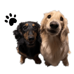 ハニーとサニー