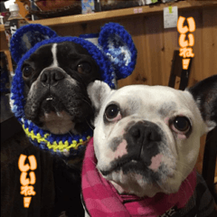 フレンチブルドッグ・ハチ