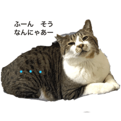 ふて君と七瀬ちゃんの憂鬱