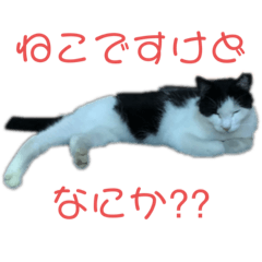 猫ですけど何か　笑
