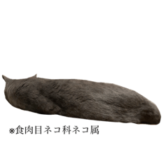 ニュートはネコ2