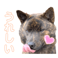 甲斐犬くまのすけ