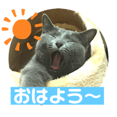 ねこのナナ　毎日使えるスタンプ