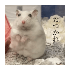 うちのスノーちゃん